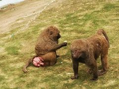 -西霞口神雕山野生动物世界