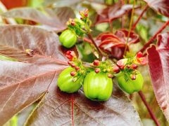 -广州神农草堂中医药博物馆