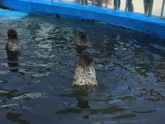 -北戴河圣蓝海洋公园