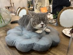 -共舞时光猫咖·狗咖(新街口店)