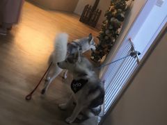 -Husky Go! 哈士奇体验馆·宠物咖啡厅狗咖