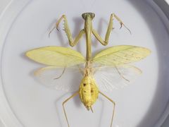 -上海昆虫博物馆