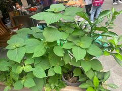 -悟饮门市景店