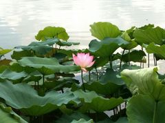 -飞来湖湿地公园