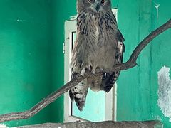 -西霞口神雕山野生动物世界