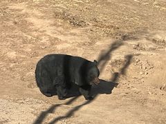 -青藏高原野生动物园