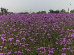 -西京湾花海