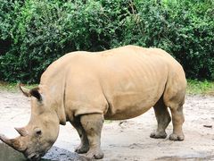 -奥兰多迪士尼动物王国乐园