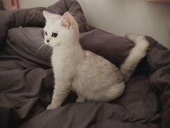 -猫大福·Fortune Cat猫舍(百子湾店)
