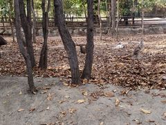 -清迈夜间动物园