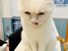 -纳吉亚猫专科动物医院·北北分院