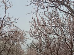 -桃花堤公园