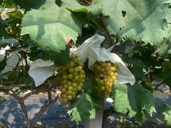 -马陆小张葡萄园农家乐