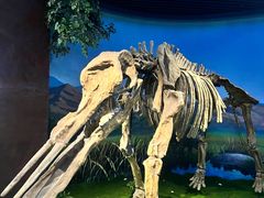 -安徽省地质博物馆