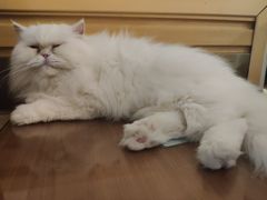 -more than meow吴止猫主题餐厅(承德 中船汇店)