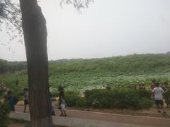 -丁香湖公园