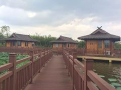 -杭州湾海上花田景区