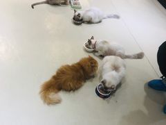 -藏猫猫咖啡主题馆(中央大道店)