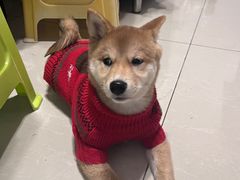 -喜柴咖啡·柴犬狗咖