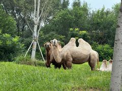 -北京野生动物园
