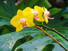 -北京植物园-展览温室