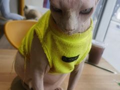 -藏猫猫咖啡主题馆(中央大道店)