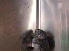 -瑞派·关忠动物医院·异宠专科·犬猫肿瘤·皮肤专科(望京店)