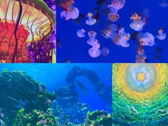 -海合安青岛极地海洋公园