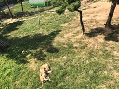 -西霞口神雕山野生动物世界