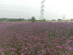 -紫颐香薰山谷景区