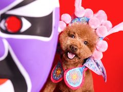 -读宠于你·约克夏比熊·睫角守宫·爬宠售卖(高新店)