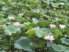 -荔湾湖公园
