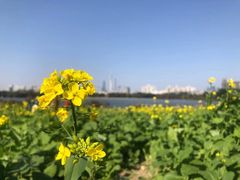 -海珠湖公园