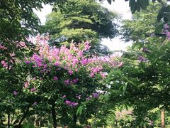 -飞来湖湿地公园