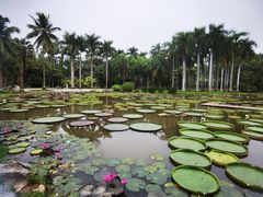 -中国科学院西双版纳热带植物园