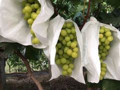 -马陆小张葡萄园农家乐