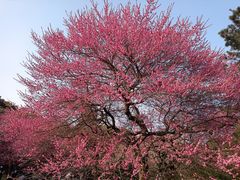 -杭州植物园