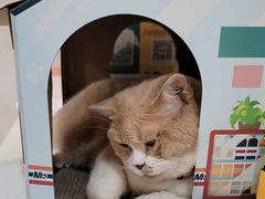 -伟伟宠物医院·CT影像中心·瑞派犬猫综合性门诊(汉口总院)