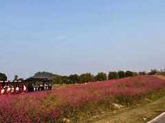 -径山花海