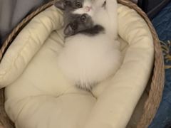 -欣宠猫屋·矮脚拿破仑·蓝金金渐层