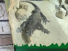-上海大自然野生昆虫馆(东方明珠·爬宠昆虫探索中心)
