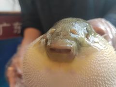 -肆月河豚·新淮扬(金融街店)