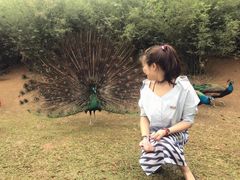 -西双版纳勐泐文化旅游区