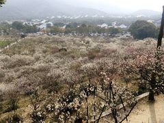 -香雪海