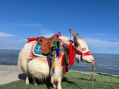 -青海湖国家重点风景名胜区