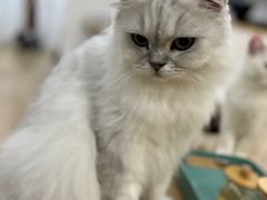 -李小姐の猫咖啡馆(五角场店)