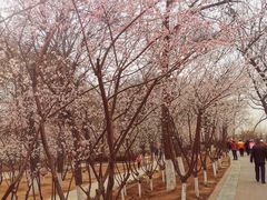 -桃花堤公园