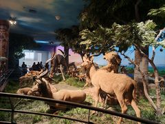 -国家自然博物馆