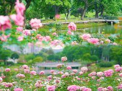 -香蜜公园