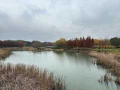 -贡湖湾湿地公园